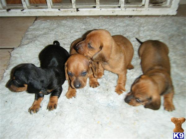 Dachshund Puppies in FL