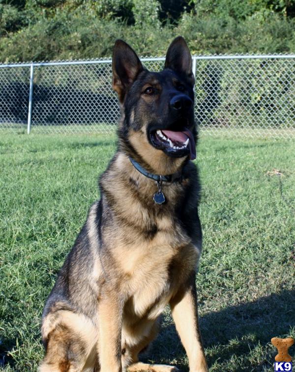 free puppies montgomery al document moved free puppies montgomery al document moved