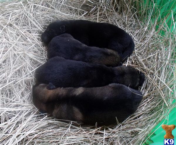 Puppies in Atmore
