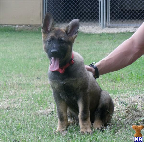 german shepherd puppies alabama document moved german shepherd puppies alabama document moved