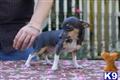 Rat Terrier