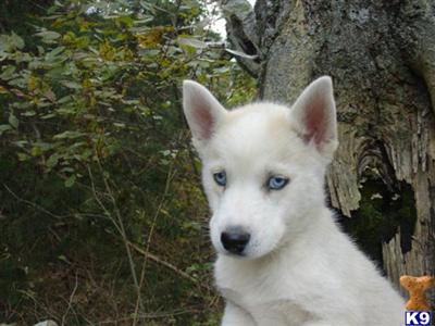 Puppies in KS