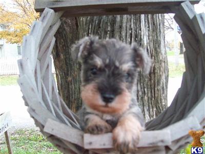 Puppies in KS