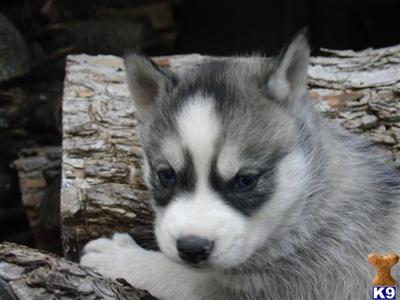 Siberian Husky Puppies for Sale