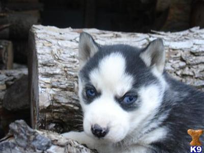 Siberian Husky Puppies for Sale