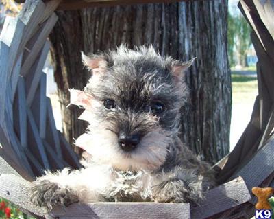 Puppies in KS