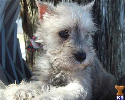 Puppies in KS