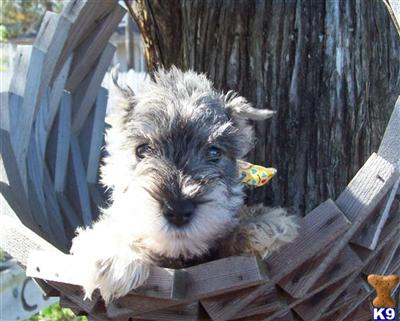 Puppies in KS