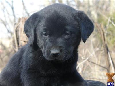 Puppies in KS