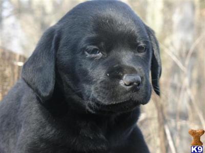 Puppies in KS