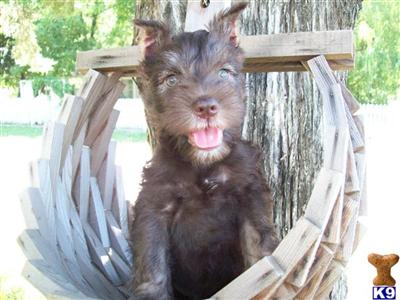 Miniature Schnauzer Puppies for Sale
