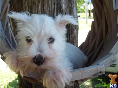 Miniature Schnauzer Puppies for Sale
