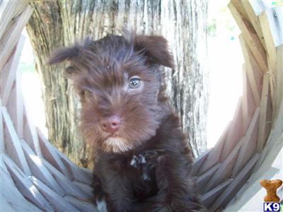 Miniature Schnauzer Puppies for Sale