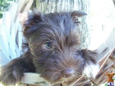 Miniature Schnauzer Puppies for Sale