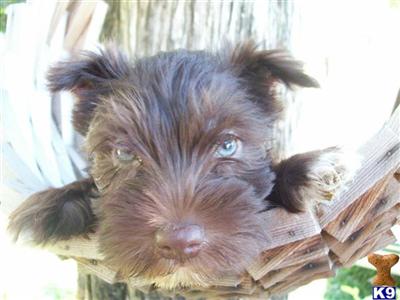 Miniature Schnauzer Puppies for Sale