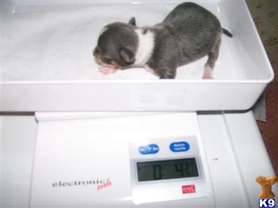 Puppies in ID