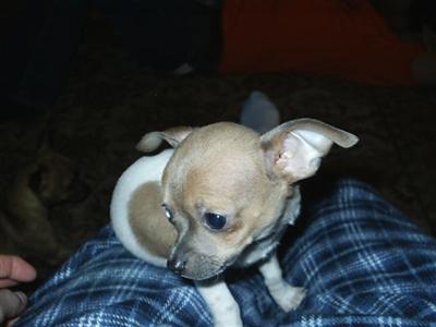 Puppies in ID