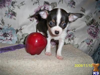 Puppies in ID