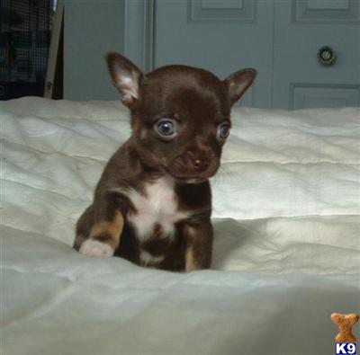 Puppies in ID