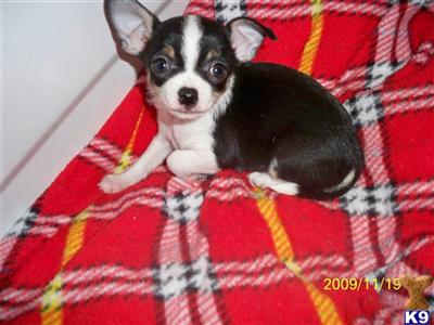 Puppies in ID