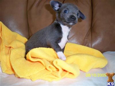 Puppies in ID
