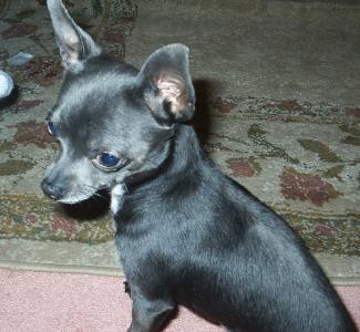 Stud Dogs - Chihuahua