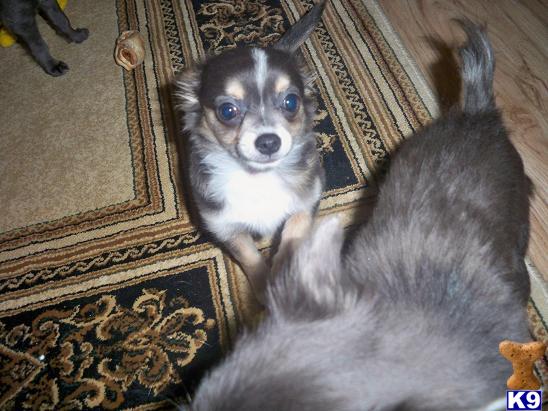 Puppies in ID