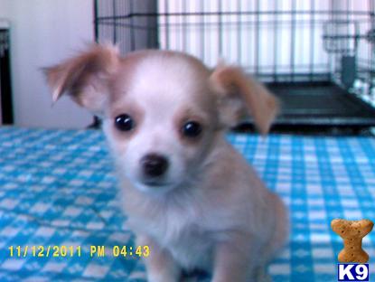 Puppies in ID