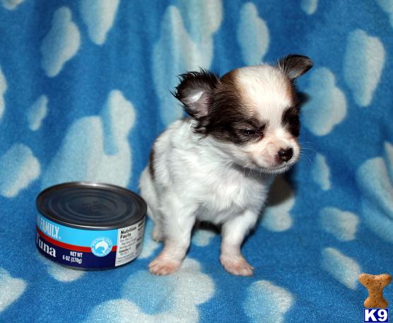 Puppies in ID