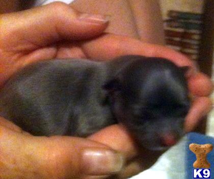 Puppies in ID
