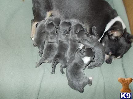 Puppies in ID