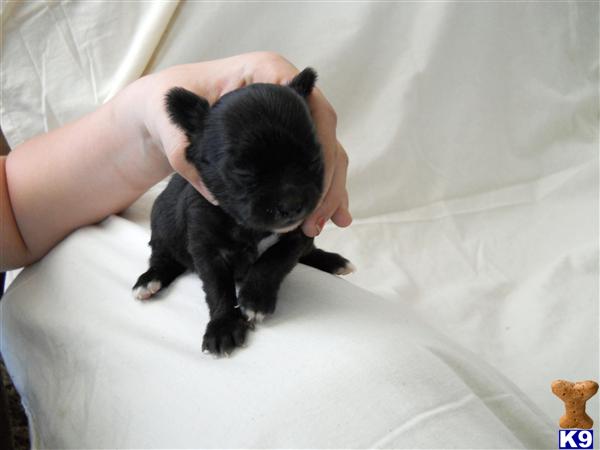Puppies in Idaho falls