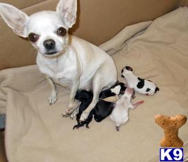 Puppies in ID