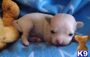 Puppies in ID