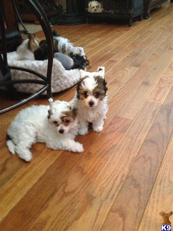 Puppies in MA