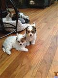 Chinese Crested