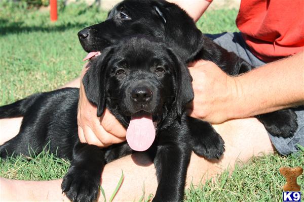chocolate lab puppies for sale in raleigh nc document moved chocolate lab puppies for sale in raleigh nc document moved