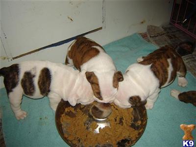 Puppies in IN