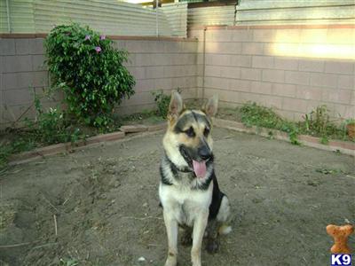 Stud Dogs - German Shepherd