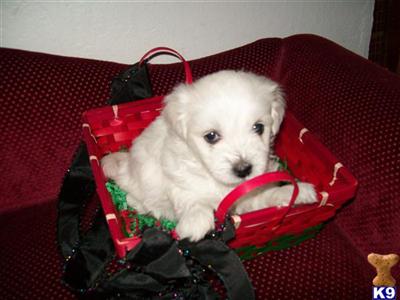 Coton De Tulear Puppies for Sale