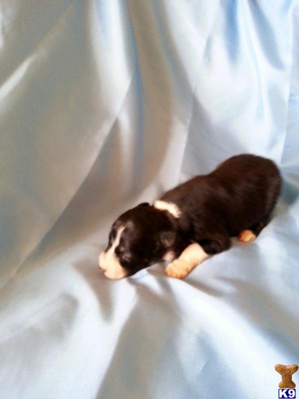 Puppies in AR