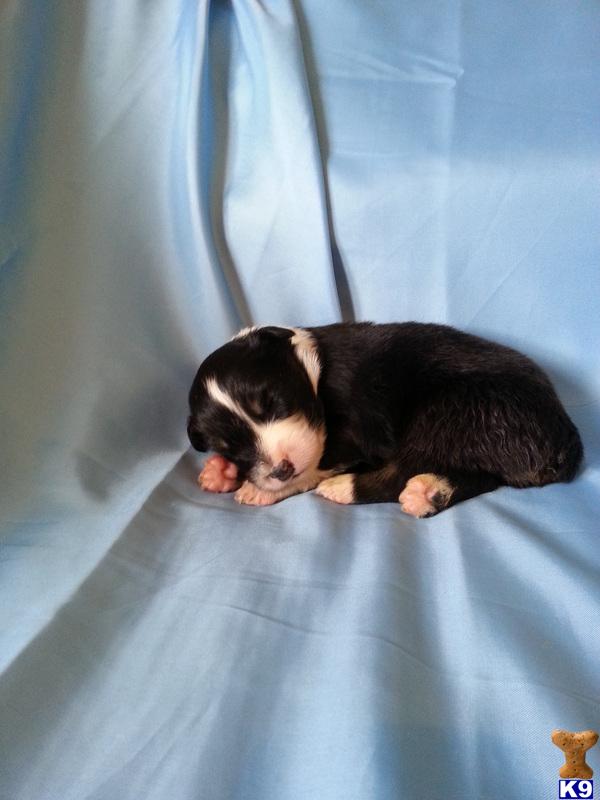 Puppies in AR