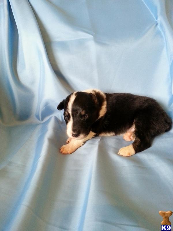 Puppies in AR