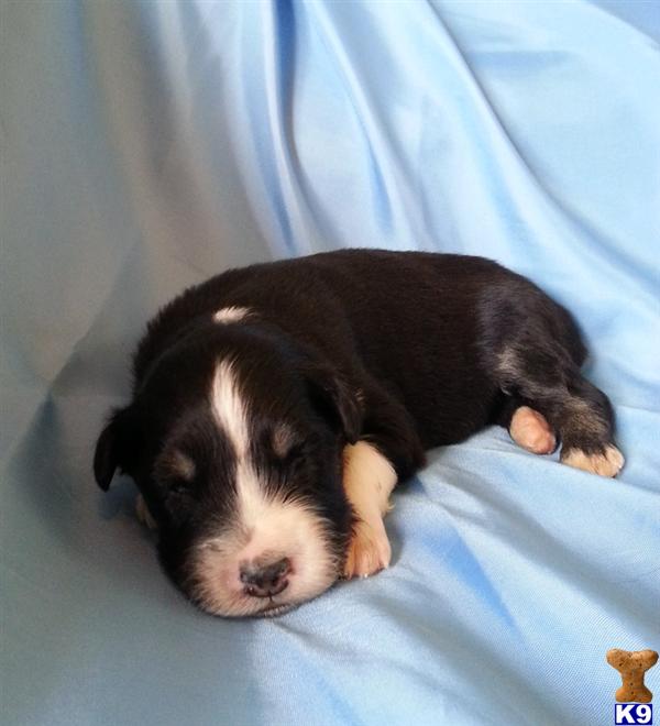 Puppies in AR