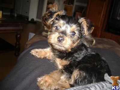 Puppies in MS