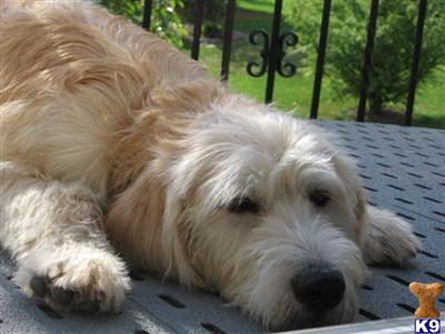 Stud Dogs - Labradoodle