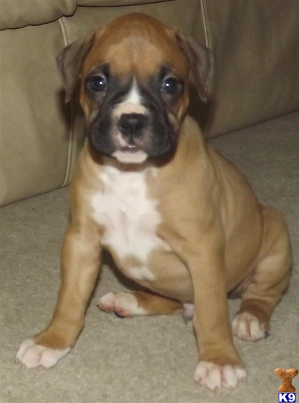 Puppies in IL