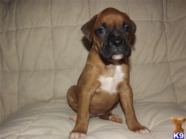 Puppies in IL