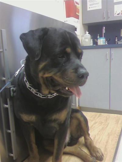 Stud Dogs - Rottweiler