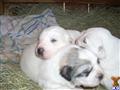 Great Pyrenees